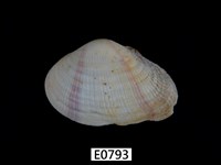 藏品(紫晃蛤)的圖片